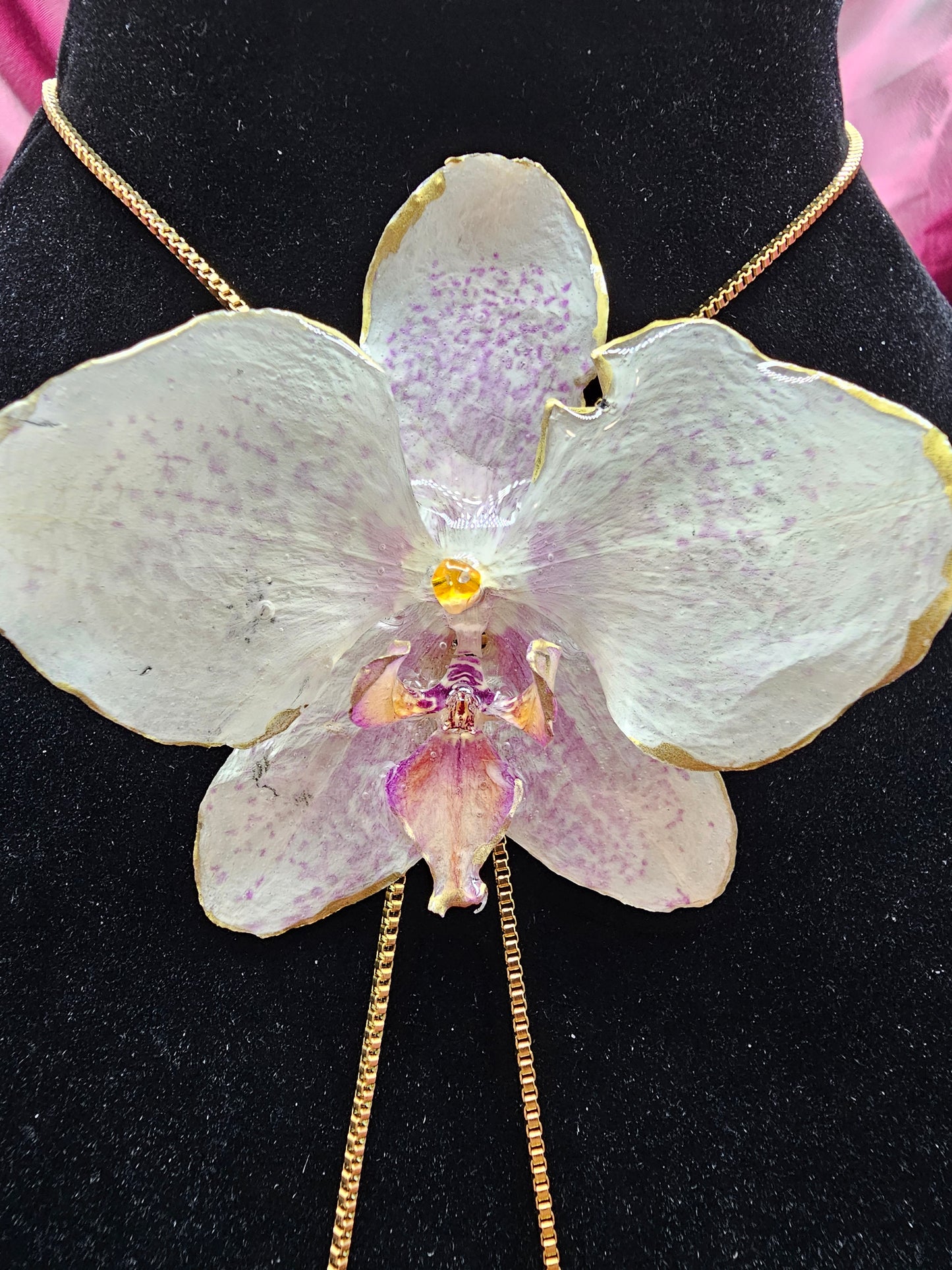 Pale Yellow Orchid